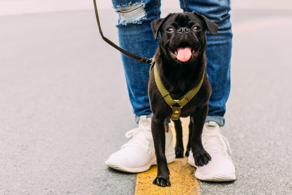 Black pug out for a walk